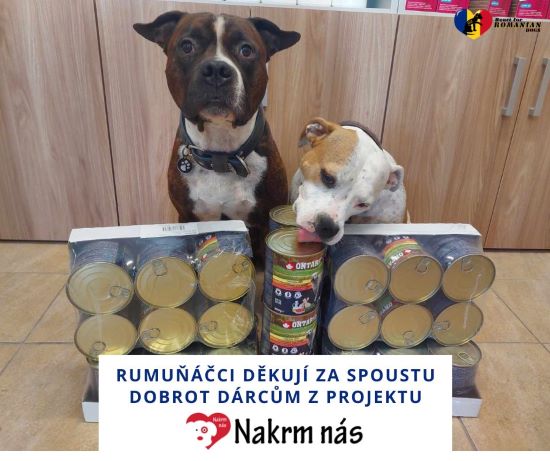 romanian dogs 2923